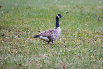 Geese Feeding in the Autumn Grass