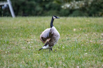 Goose Ruffling Feathers