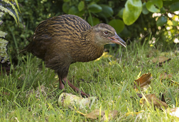 Weka bird looking for food in New Zealand