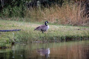 Geese Feeding in the Autumn Grass