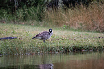 Obraz na płótnie Canvas Geese Feeding in the Autumn Grass