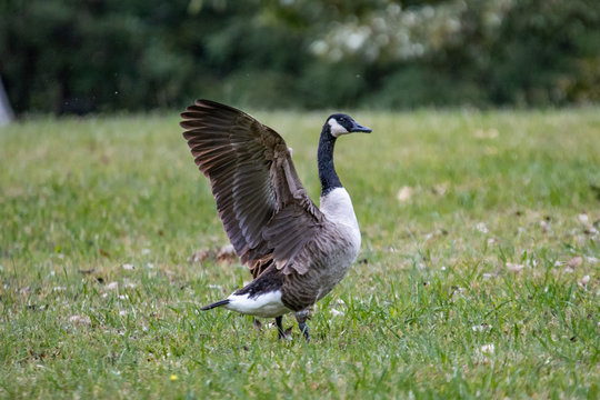 Goose Ruffling Feathers