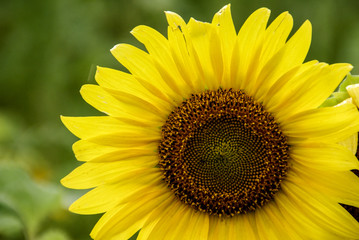 Single blooming yellow sunflower plant with green background in Minnesota