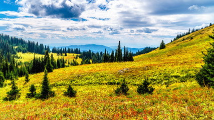 Hiking through the alpine meadows in fall colors on Tod Mountain near the village of Sun Peaks in the Shuswap Highlands of British Columbia, Canada