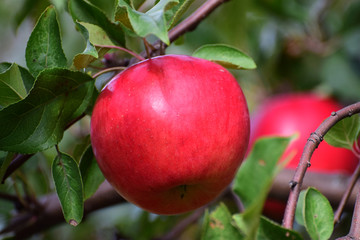 red apples on tree