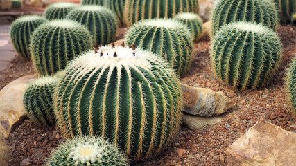 Golden barrel cactus or Echinocactus grusonii in the botanic garden. Close up of a round green cactaceae with spikes. (Echinocactus grusonii Hildm)