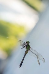 A dragonfly hangs suspended in a web
