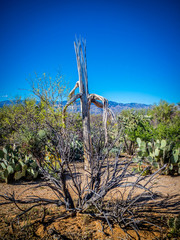 A woody skeleton of Saguaro Cactus in Saguaro National Park, Arizona