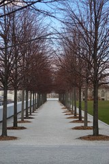 Roosevelt Island, New York, USA: An avenue of trees with red branches in the Four Freedoms Park, on an island in the East River, New York City.