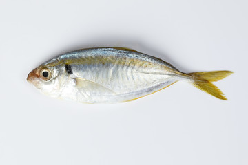 Raw fresh small yellow striped tervally banded slender fish