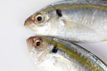 Raw fresh small yellow striped tervally banded slender fish