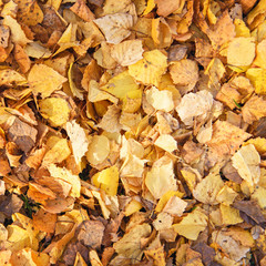 Yellow and Golden Birch Leaves Texture as Fall Natural Background