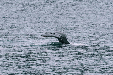 Obraz premium Humpback Whale Tail in Alaska