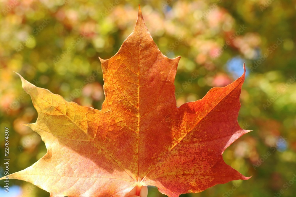 Wall mural red maple leaf with blurred of colorful tree leaves background. nature in autumn background concept.