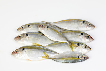 Raw fresh small yellow striped tervally banded slender fish