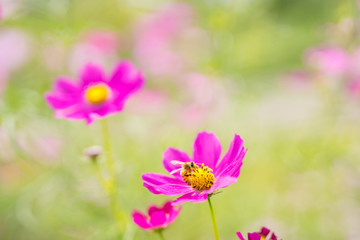 Fototapeta premium 秋桜 ミツバチ
