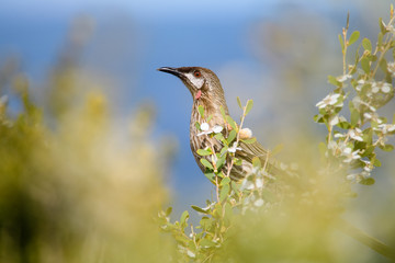 Red Wattlebird 4
