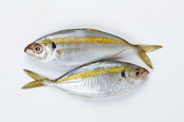 Raw fresh small yellow striped tervally banded slender fish