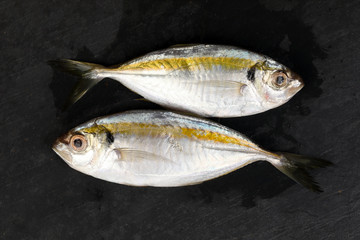 Raw fresh small yellow striped tervally banded slender fish