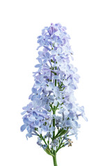 Obraz premium Blossoming Blue Lilac Flowers Branch Isolated on White Background