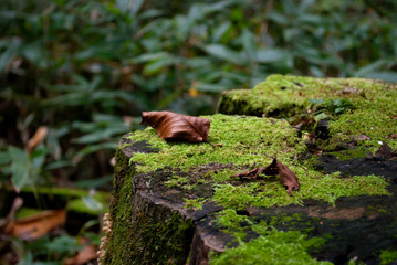 コケの上の枯れ葉