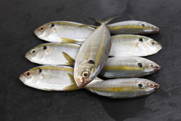 Raw fresh small yellow striped tervally banded slender fish