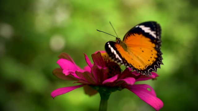 Colorful butterfly on magenta flower