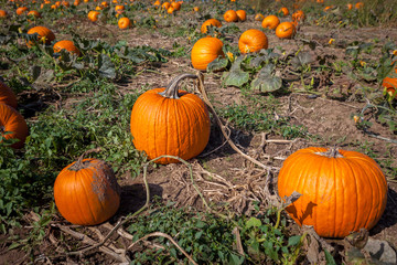Hamilton, CANADA - October 14, 2018: orange pumpkins at outdoor pumpkin patch field at farmer market