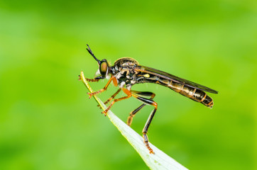 Fototapeta premium Exotic Assassin or Robber Fly Asilidae Diptera Insect on Green Grass