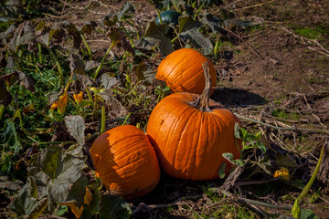 Hamilton, CANADA - October 14, 2018: orange pumpkins at outdoor pumpkin patch field at farmer market