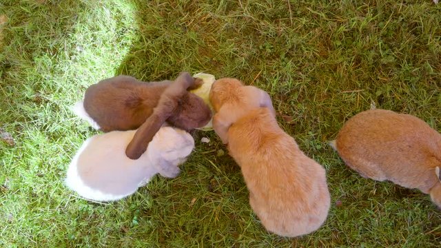 20298_Four_cute_rabbits_eating_the_bread_on_the_ground.mov
