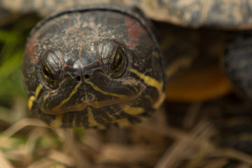Naklejka premium Painted Turtle's Face