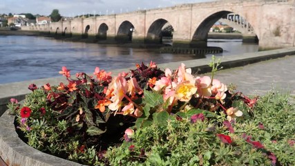 Rack Focus-Focus shifts from close up of a planter of wind-blown flowers to old stone Berwick Bridge built between 1611 and 1624 over River Tweed at town of Berwick-Upon-Tweed, Northumberland, England