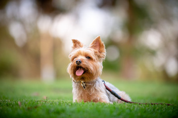 Yorkshire Terrier Sitting on a Grass Field