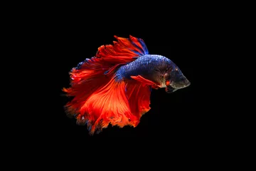 Foto op Aluminium The moving moment beautiful of siamese betta fish or splendens fighting fish in thailand on black background. Thailand called Pla-kad or biting fish. © Soonthorn
