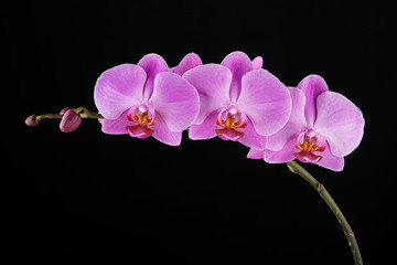 Fototapeta na wymiar Purple Phalaenopsis orchid flowers on black background.