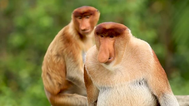 A shocked and stunned looking Proboscis Monkey in the rainforest of Borneo