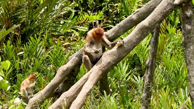 Proboscis Monkeys feeding in a Bornean Mangrove Forest