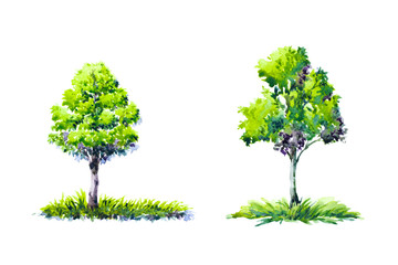 Obraz premium watercolor painting trees on white paper isolated background.