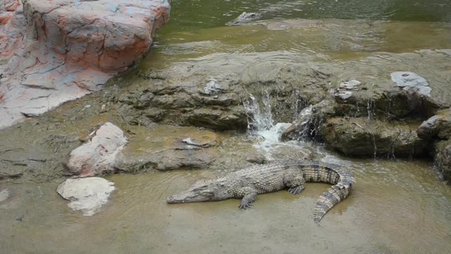 crocodiles in a farm, Thailand