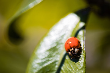 macro photography insects