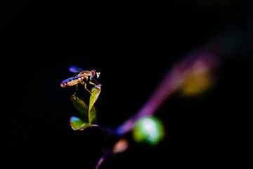 macro photography insects