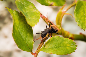 macro photography insects