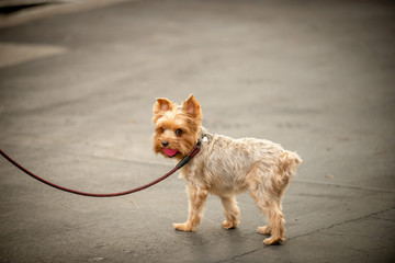 Yorkshire Terrier on a Leash Bringing a Pink Ball