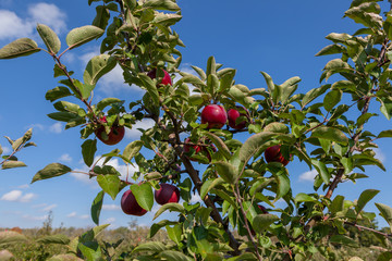 Hamilton, CANADA - October 14, 2018: Ripe red apples on trees in orchard ready for picking at farmer market in autumn