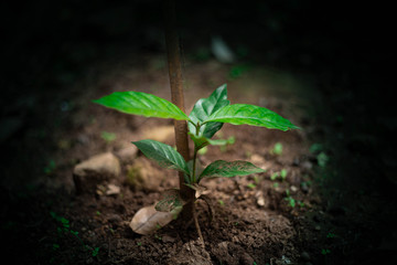 young plant of coffee tree in soil
