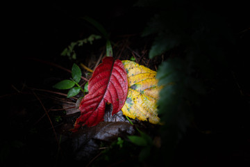 dry red  leaf green leaf and yellow leaf on black background