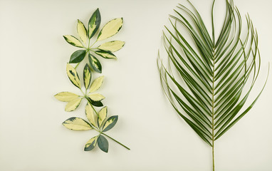 Tropical palm and ficus leaves on light green, lime background.