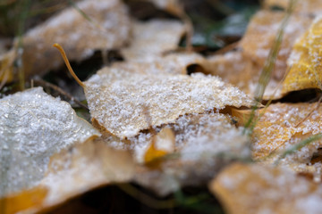 Yellow leaves covered with first frost.
