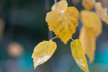 Yellow leaves covered with first frost.